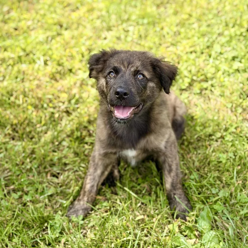 A baby medium-sized male Australian Shepherd dog named Urano for adoption in Sparta, NJ