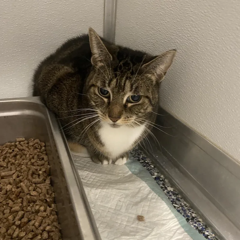 A senior large-sized female Brown / Chocolate Domestic Short Hair cat named Nanna for adoption in Binghamton, NY