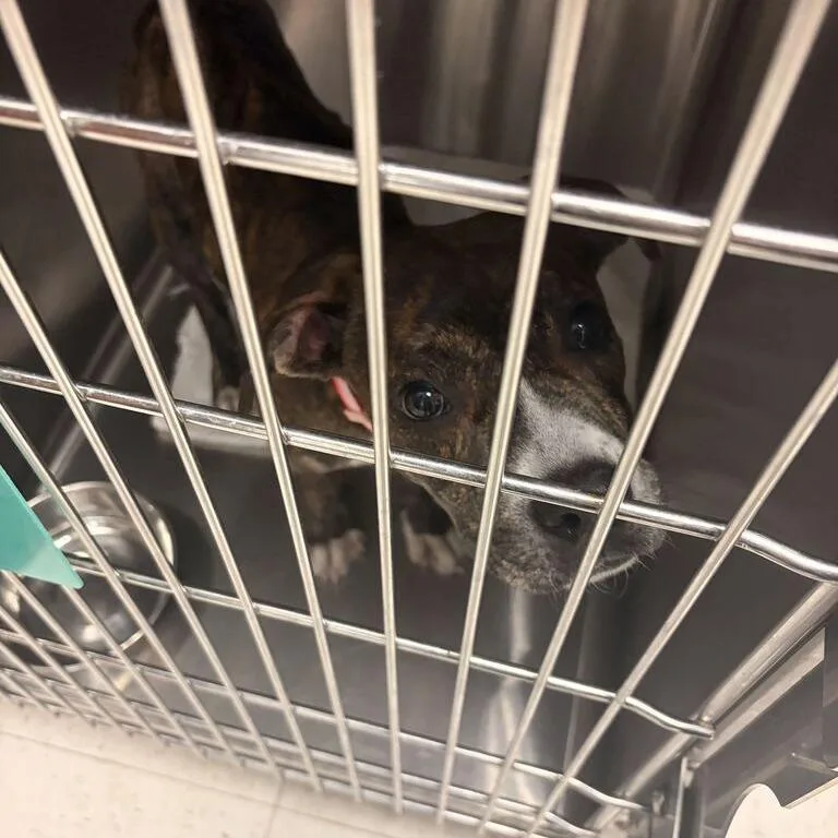 A baby small-sized female Black Mixed Breed dog named Yankee for adoption in Davenport, IA