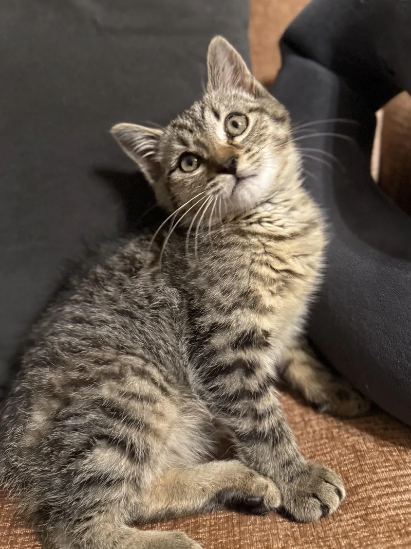 A baby medium-sized male Tabby (Brown / Chocolate) Domestic Short Hair cat named Flint for adoption in Greensboro, NC
