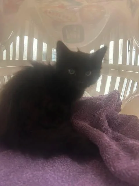 A baby medium-sized female Black Domestic Medium Hair cat named Shazi for adoption in Fruit Heights, UT