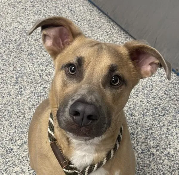 A young large-sized male Pit Bull Terrier dog named Bocho for adoption in Golden, CO