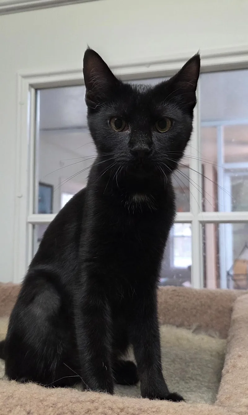 A baby medium-sized female Black Domestic Short Hair cat named Coraline Shewman for adoption in Stowe, PA