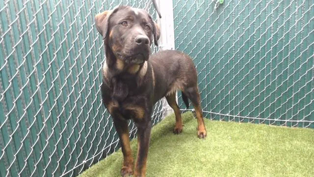 A young medium-sized male Rottweiler dog named Goober for adoption in Downey, CA