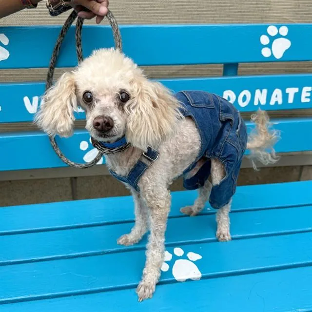An adult medium-sized male Poodle dog named Cheddar for adoption in Long Beach, CA