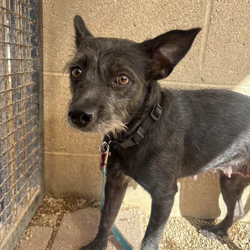A young small-sized female Terrier dog named BamBam for adoption in Phoenix, AZ