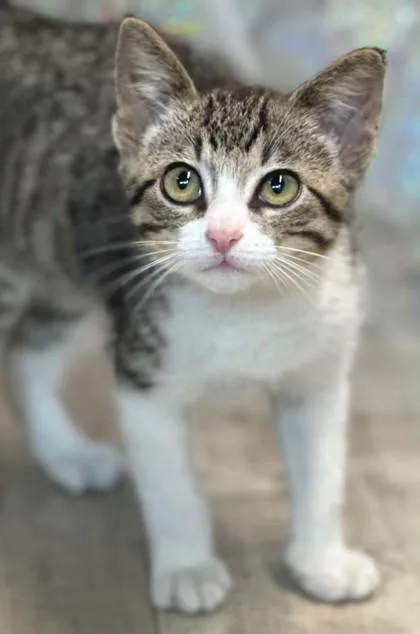 An adult small-sized male Domestic Short Hair cat named Cloud for adoption in Shreveport, LA