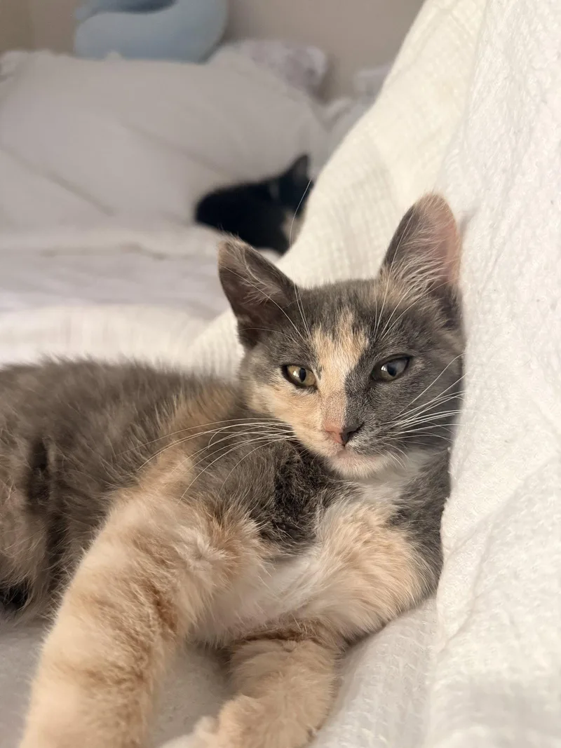 A young medium-sized female Domestic Short Hair cat named Bonnie for adoption in Davis, CA