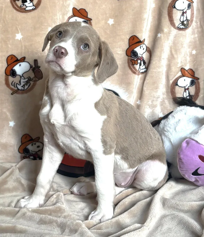A baby large-sized female Pit Bull Terrier dog named Sundance for adoption in Wetumpka, AL