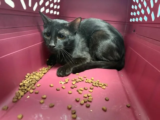A young small-sized male Domestic Short Hair cat named Panthro for adoption in Garland, TX