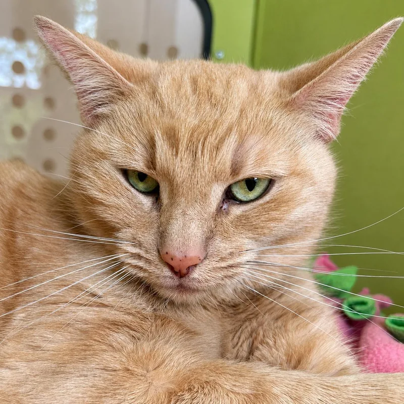 An adult medium-sized female Orange / Red Domestic Short Hair cat named Minnie for adoption in Pontiac, MI