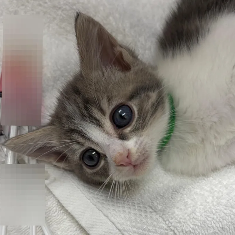 A baby small-sized male White Domestic Short Hair cat named Twix for adoption in Nashville, TN