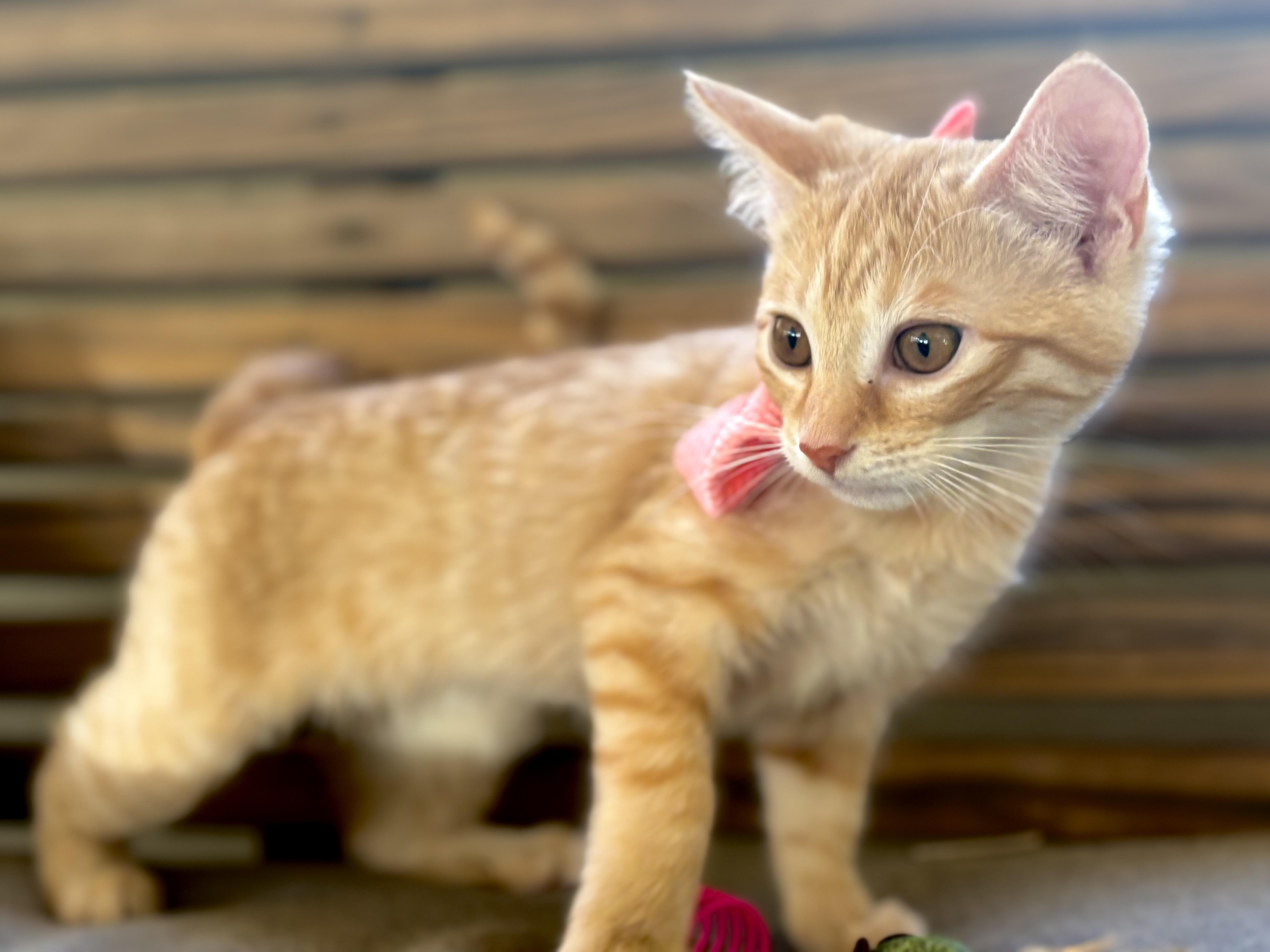 A baby medium-sized female Tabby (Orange / Red) Tabby cat named Lily Bell & Daisy for adoption in Lucedale, MS