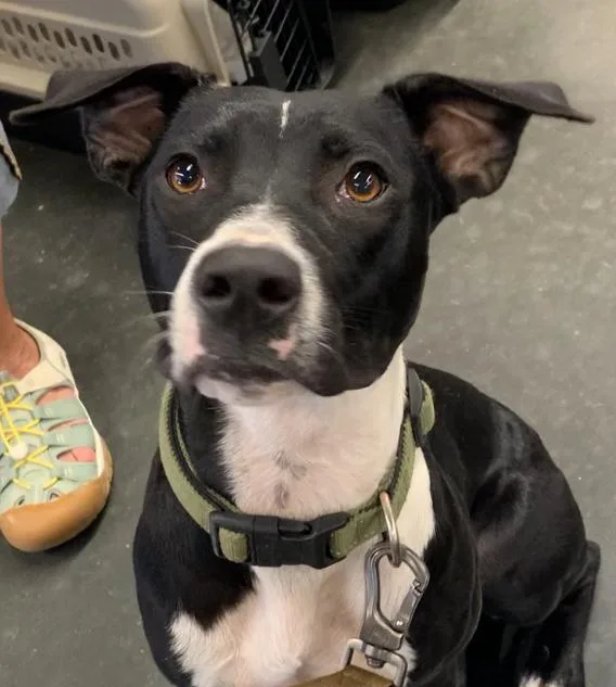 A young medium-sized female Terrier dog named Jovie for adoption in Comanche, TX
