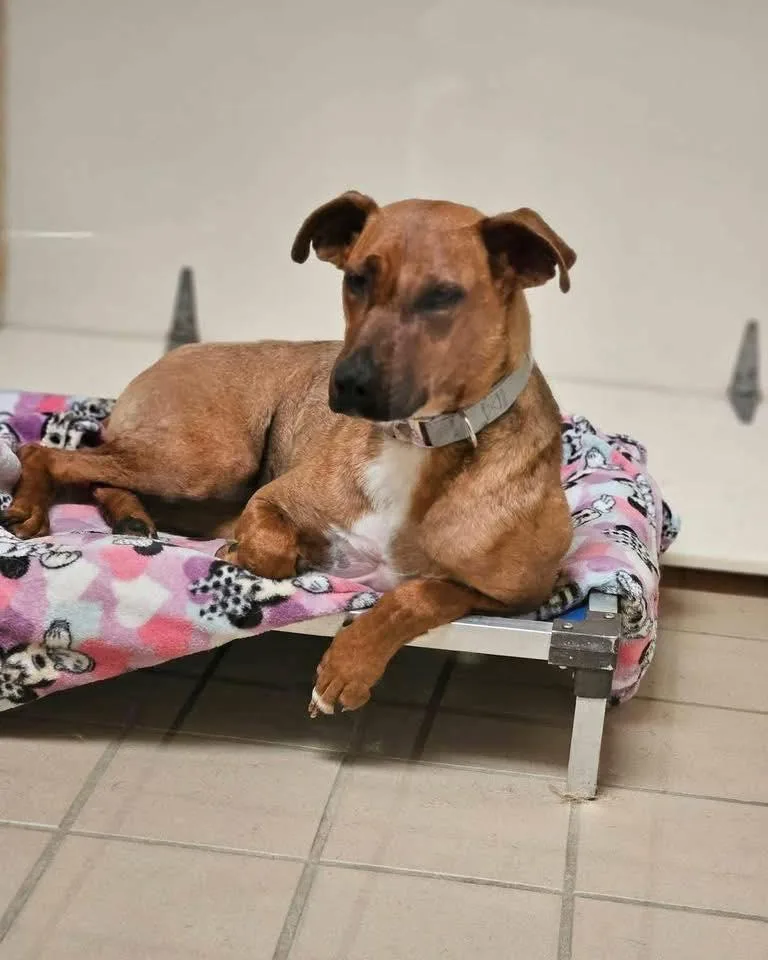 An adult large-sized female Golden German Shepherd Dog dog named Creed for adoption in Broken Arrow, OK