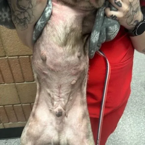 Veg "stray" Aka Raider