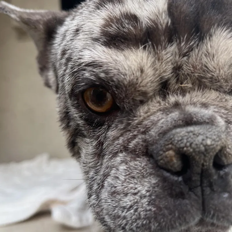 Veg "stray" Aka Raider thumbnail 2