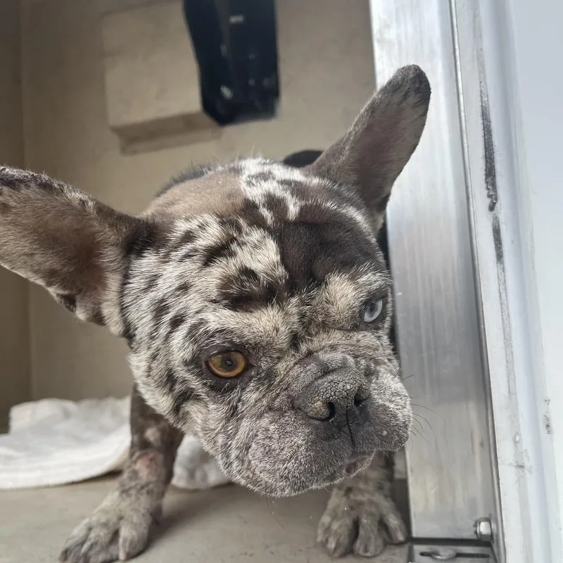 Veg "stray" Aka Raider thumbnail 4