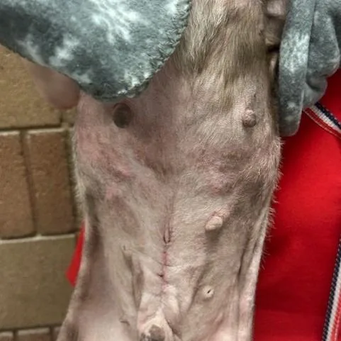 Veg "stray" Aka Raider thumbnail 6