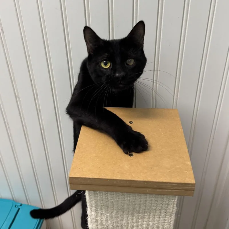 An adult small-sized male Black Domestic Short Hair cat named Alfie for adoption in North Branford, CT