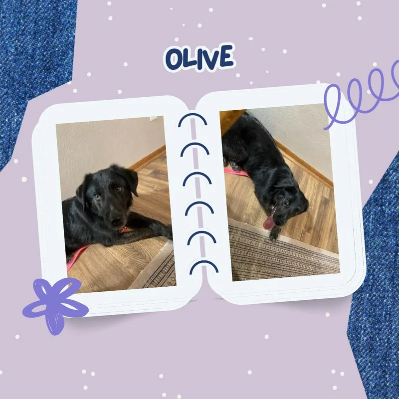 Olive thumbnail 3
