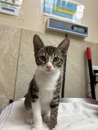 A baby small-sized male Domestic Short Hair cat named Nelson for adoption in Honolulu, HI