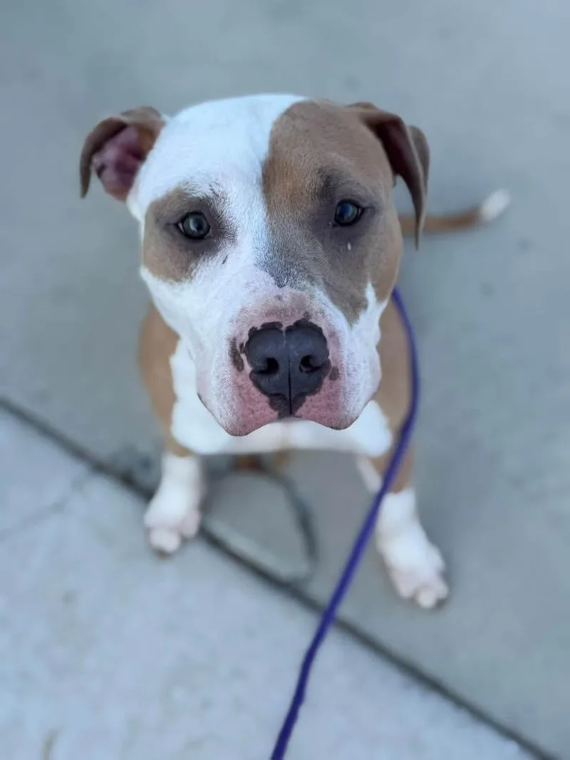 A young large-sized male Yellow / Tan / Blond / Fawn American Bully dog named Kazoo for adoption in Manassas, VA