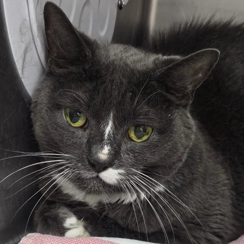 An adult medium-sized female Gray / Blue / Silver Domestic Short Hair cat named Apollo for adoption in Newark, NJ