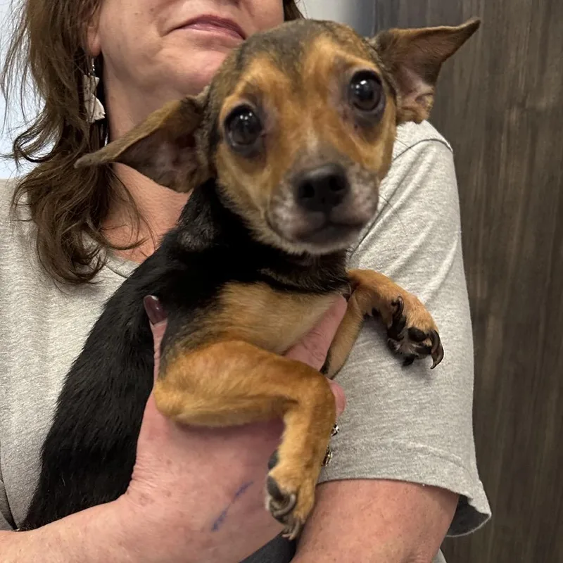 An adult small-sized female Black Mixed Breed dog named Prim for adoption in Hinsdale, IL