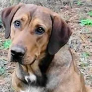 An adult large-sized male Hound dog named Neptune for adoption in Chelmsford, MA