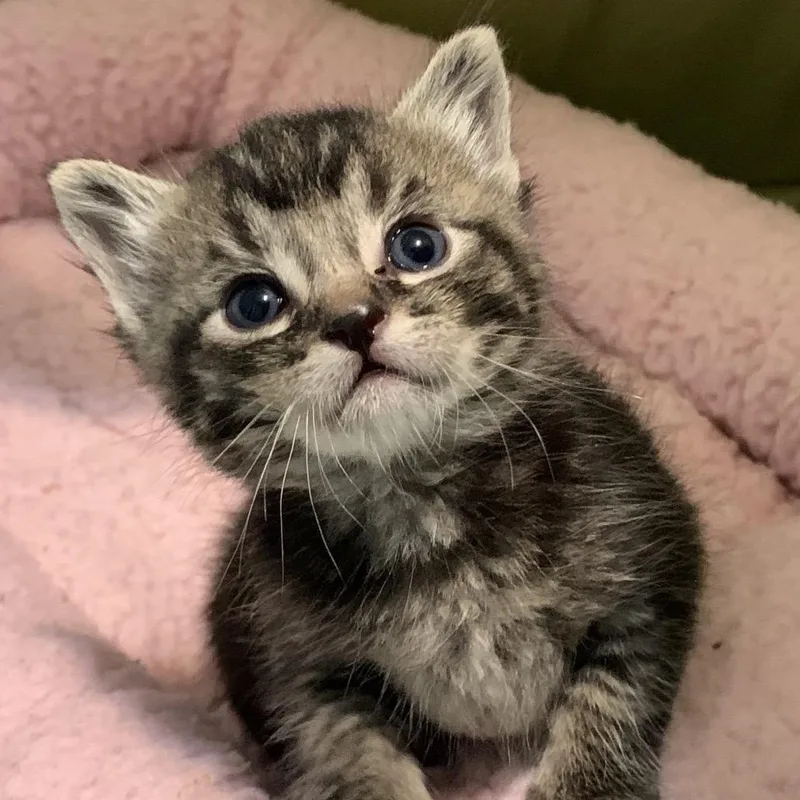 A baby small-sized male Domestic Short Hair cat named Zipper for adoption in Keizer, OR