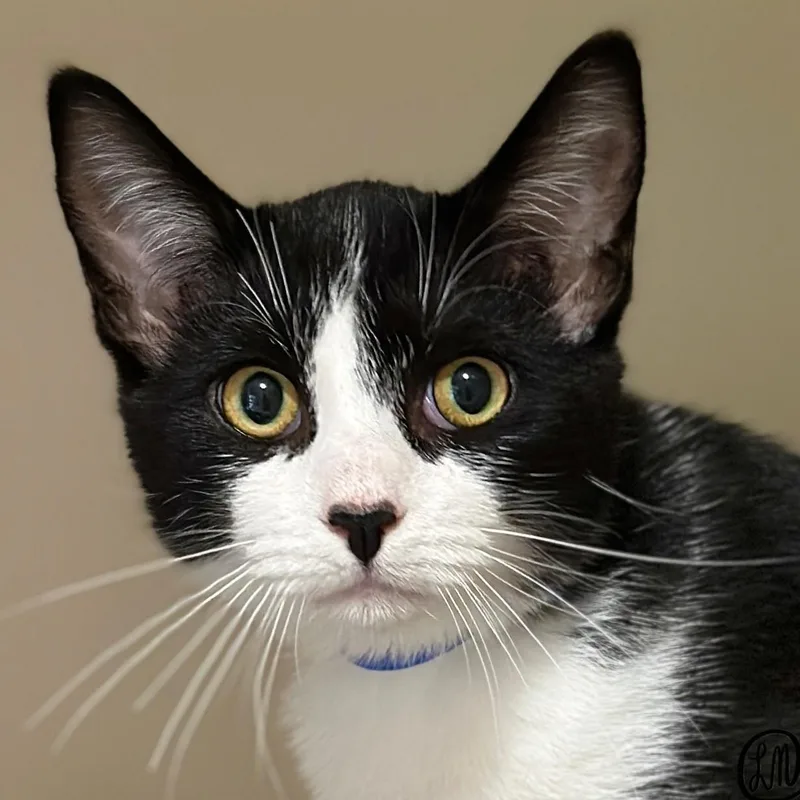 A young medium-sized male Black & White / Tuxedo Domestic Short Hair cat named Coco for adoption in Victor, NY