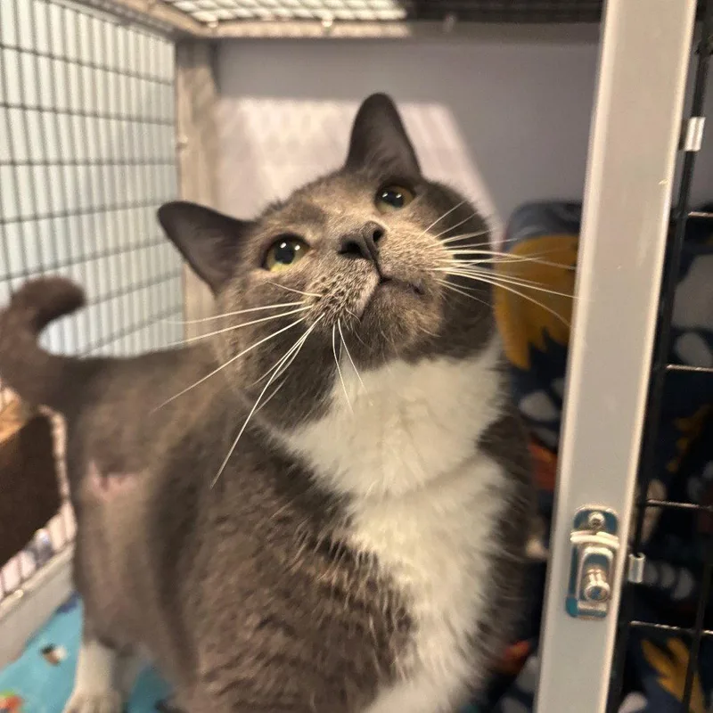 An adult medium-sized male Domestic Short Hair cat named Mittens for adoption in New Castle, DE