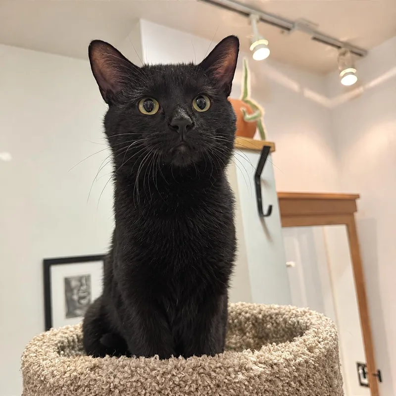 An adult medium-sized male Black Domestic Short Hair cat named Uno for adoption in Gibsonia, PA
