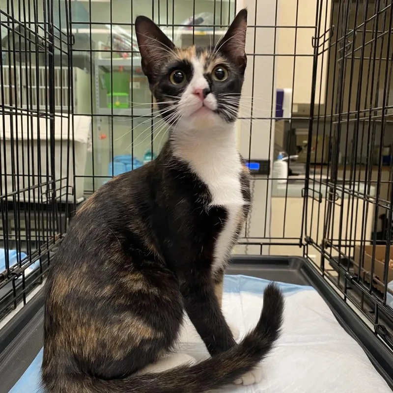A young small-sized female Calico Domestic Short Hair cat named Wagsstray for adoption in Westminster, CA