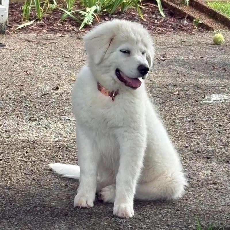 A baby large-sized male Great Pyrenees dog named Tundra for adoption in Spring hill, TN