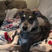 A young medium-sized male Husky dog named Gunter for adoption in Monticello, NY