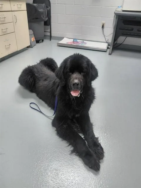 An adult extra large-sized male Newfoundland Dog dog named Jacque for adoption in Saint Cloud, FL