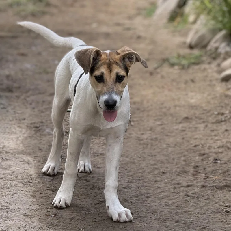 A baby large-sized female Labrador Retriever dog named Spencer for adoption in Amarillo, TX