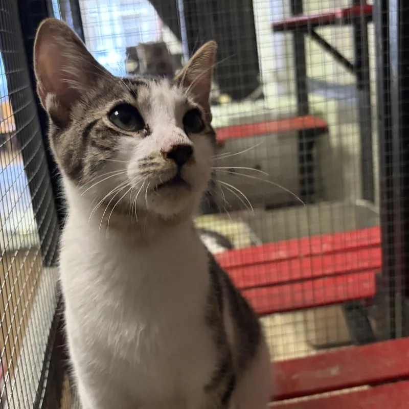 A baby small-sized male Tabby (Brown / Chocolate) Domestic Short Hair cat named Hopper for adoption in Antioch, CA