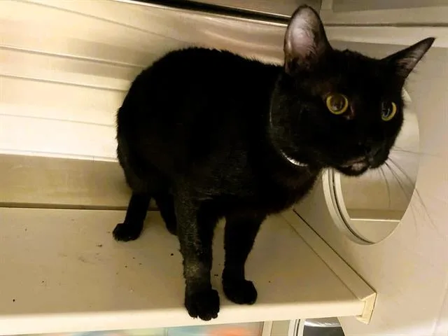 An adult medium-sized male Domestic Short Hair cat named Arturo for adoption in Tustin, CA
