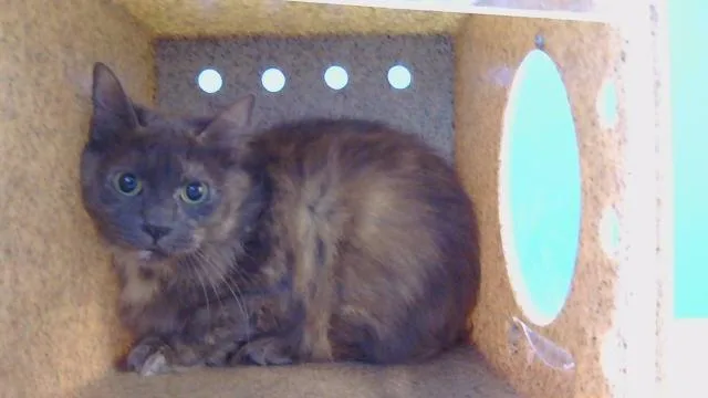 A young small-sized female Domestic Short Hair cat named Keysha for adoption in Gardena, CA