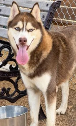 A young large-sized male Siberian Husky dog named Spicy Pepper Lizard Gizard for adoption in Killeen, TX
