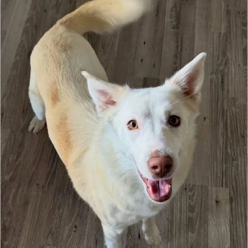 A young medium-sized female White / Cream Husky dog named Annie for adoption