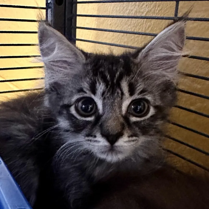 Riley AKA Button