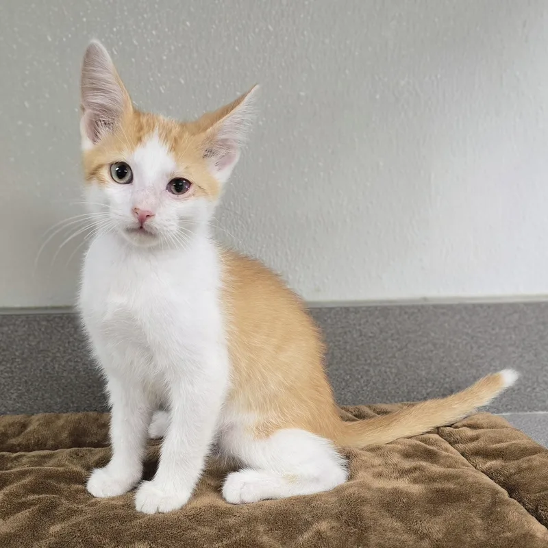 A baby medium-sized male Orange & White Domestic Short Hair cat named Simon for adoption in Mount Carmel, IL
