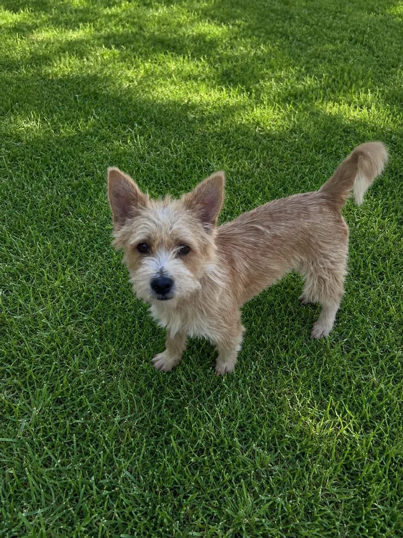 Taz