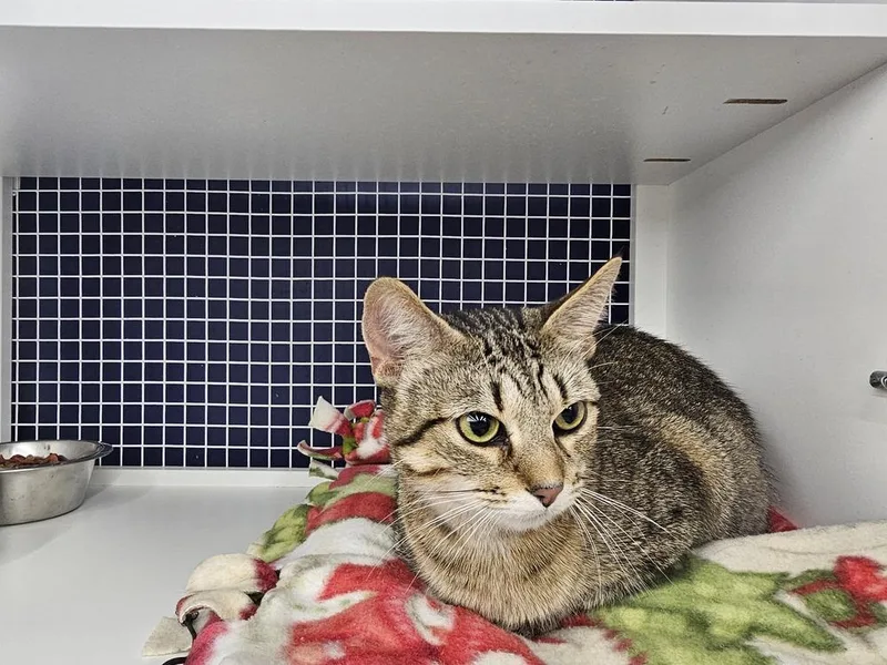 An adult large-sized female Domestic Short Hair cat named Nadia for adoption in Bossier City, LA