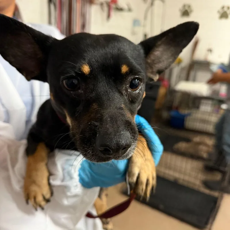 An adult small-sized female Terrier dog named Teenie for adoption in Edinburg, TX