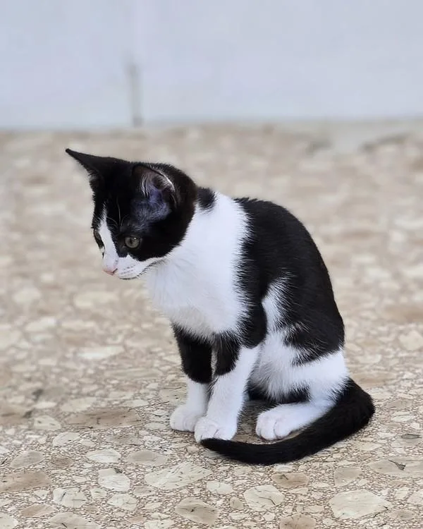 A baby small-sized female Domestic Short Hair cat named Ventura for adoption in Vallejo, CA